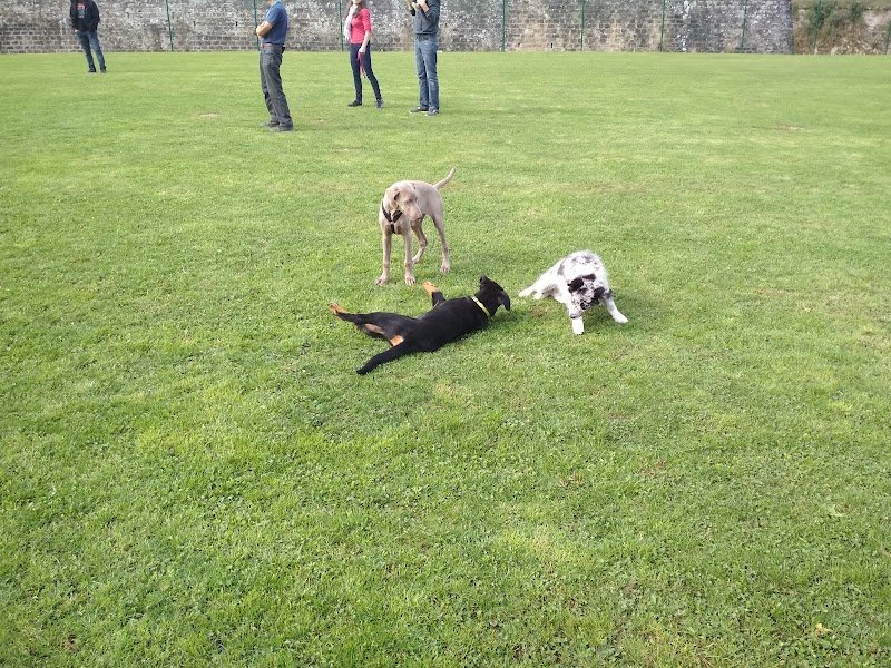Educateur canin, Club canin Golbey - photo 1