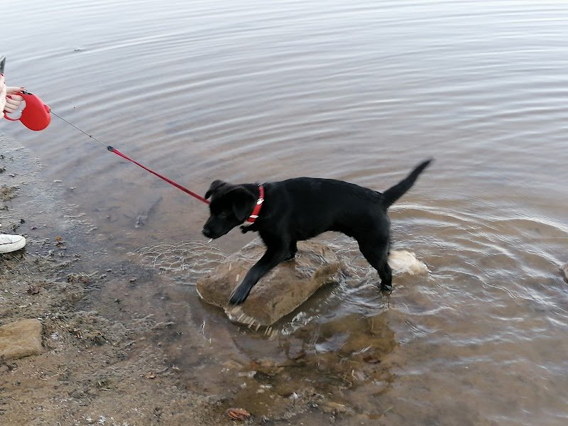 Educateur canin, Club canin Golbey - photo 2