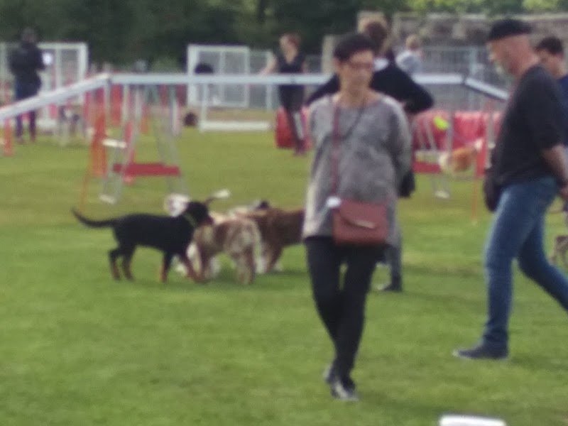 Educateur canin, Club canin Golbey - photo 3