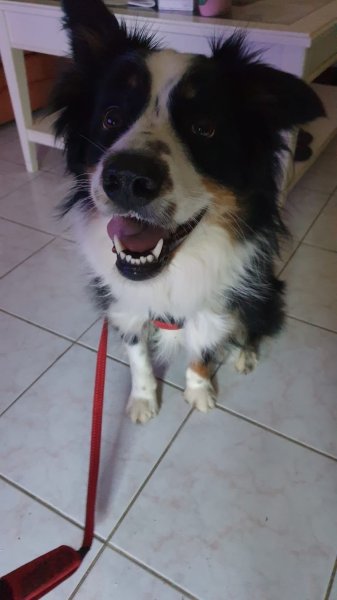 Tony MOUCHEGHIAN Educateur canin et Comportementaliste canin - photo 3