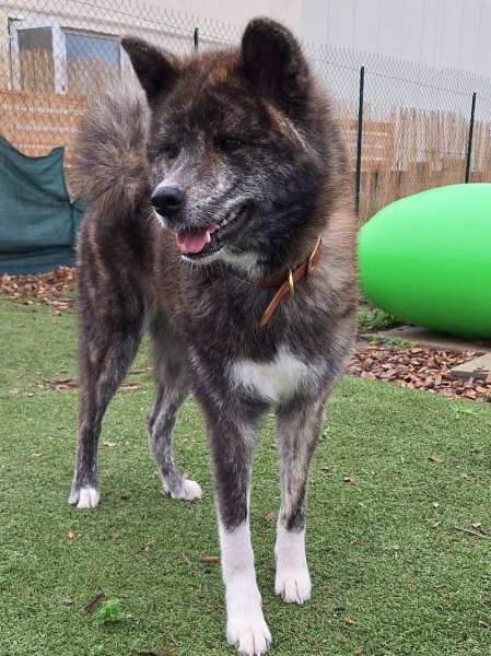 Unidog - Complexe canin innovant - photo 1