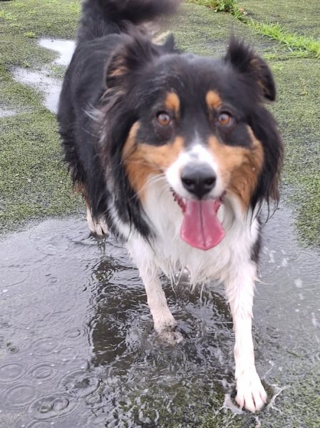 Unidog - Complexe canin innovant - photo 2