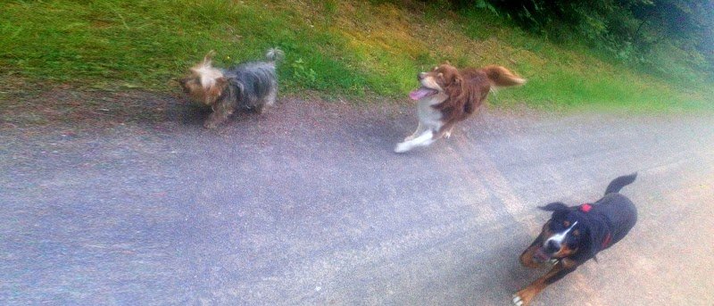 Sandrine Educ'Canine - Educateur Canin Comportementaliste - Vannes