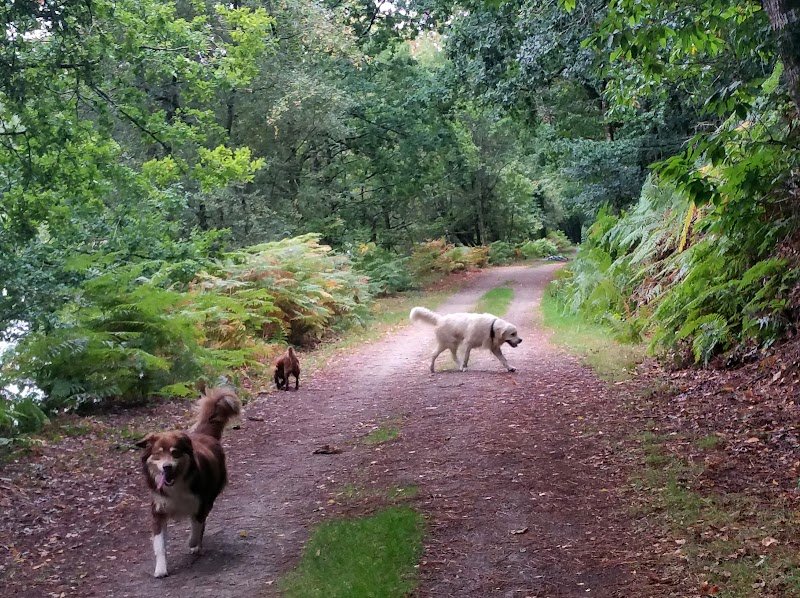 Sandrine Educ'Canine - Educateur Canin Comportementaliste - Vannes - photo 3