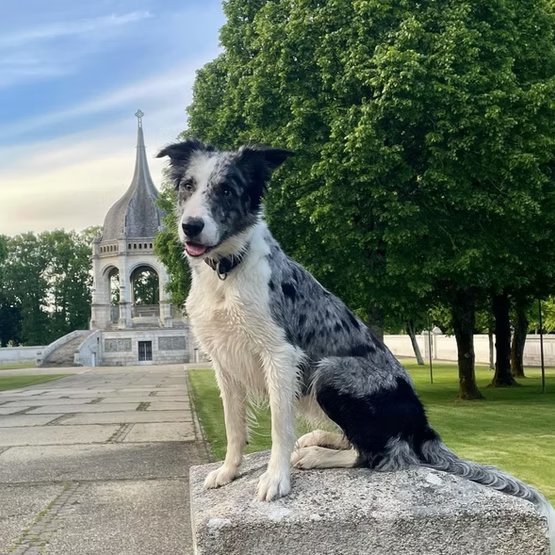 Peps Dog Paradise | Éducateur comportementaliste canin à Vannes, 56 - photo 3