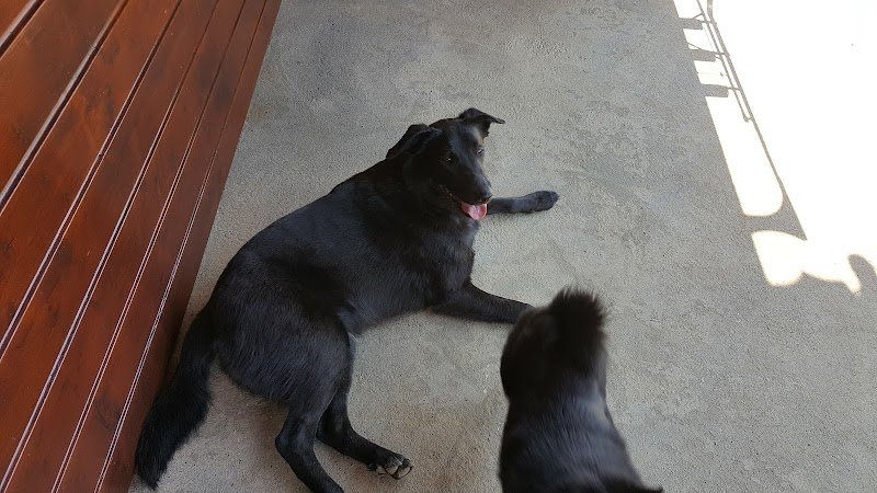 Club Canin Vannetais - photo 2