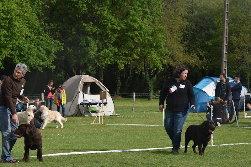 Club Canin Vannetais - photo 3