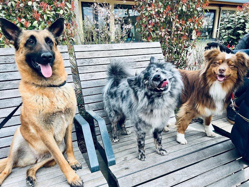 50 Nuances de chiens