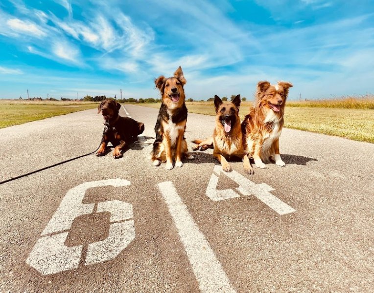 50 Nuances de chiens - photo 2