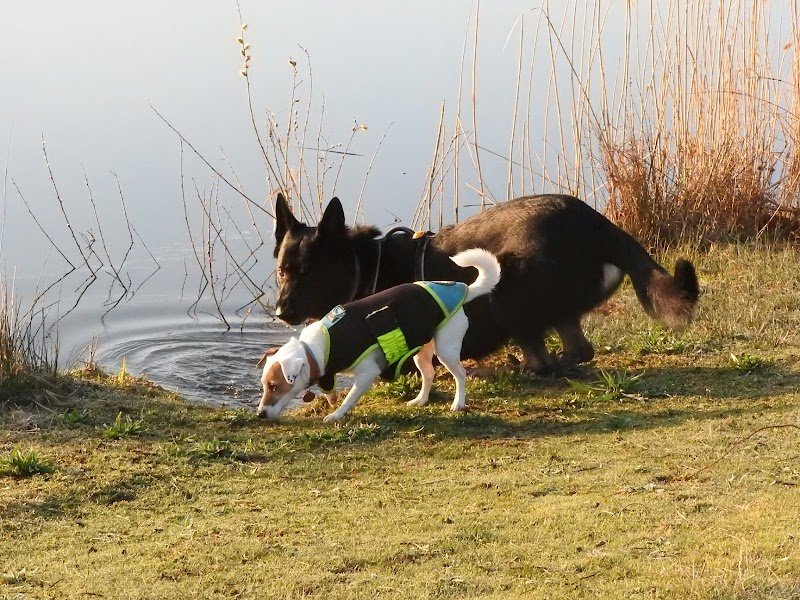 50 Nuances de chiens - photo 3