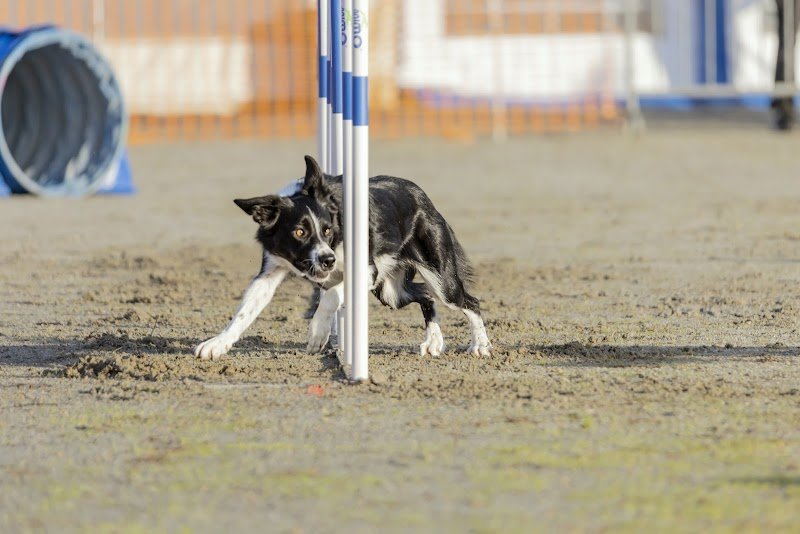 L INSTINCT DU CHIEN - photo 2