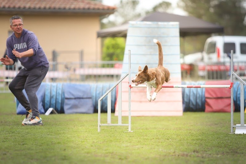 L INSTINCT DU CHIEN - photo 3