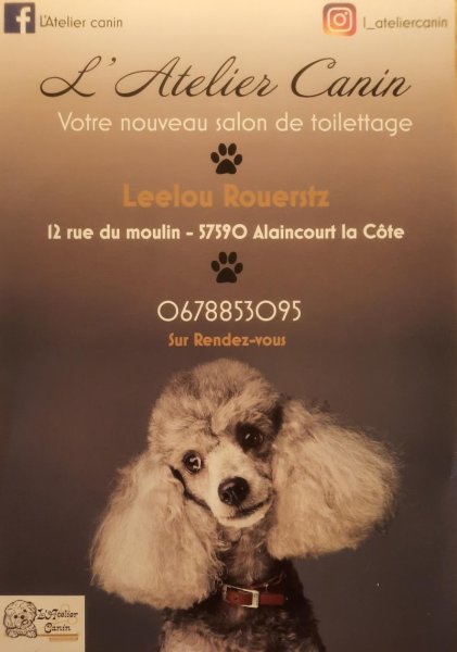 L'Atelier Canin - Salon de Toilettage - photo 2