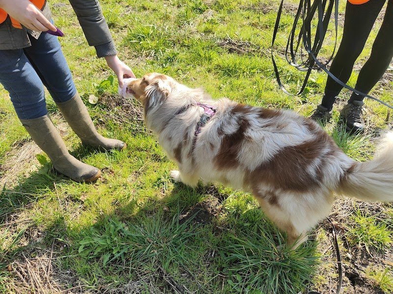 Le chien simplement - photo 1