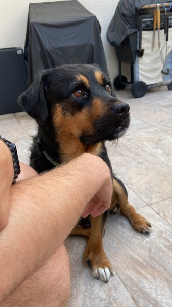 Le chien simplement - photo 2