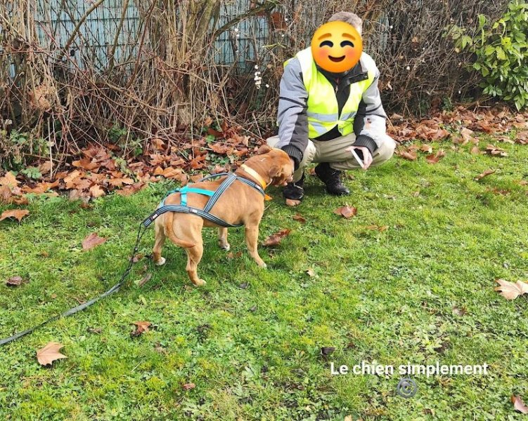 Le chien simplement - photo 3