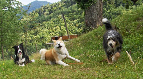 Entre Chien et Loup - photo 1