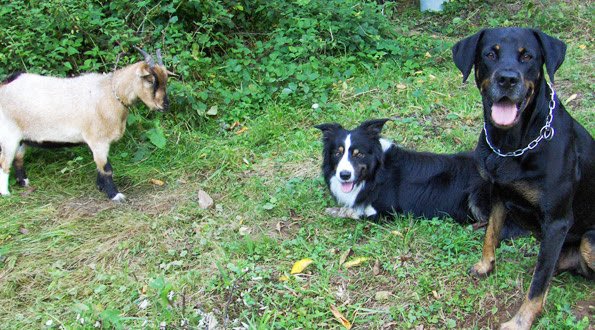 Entre Chien et Loup - photo 2