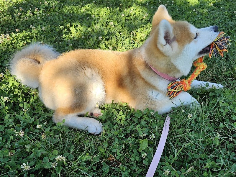 Elevage canin Shiba et Akita inu, Pomsky - photo 2