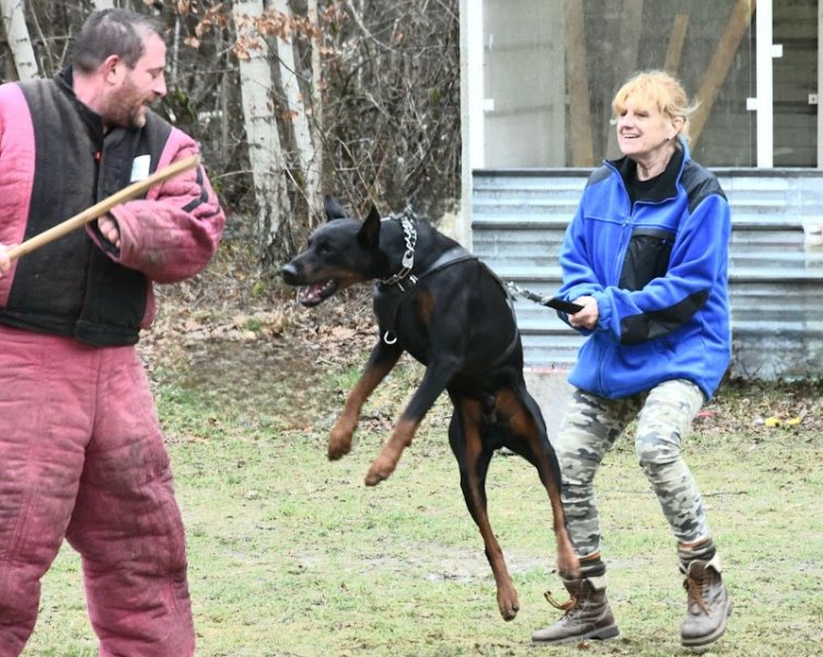 centre de formation et d'éducation canine 77 - photo 1
