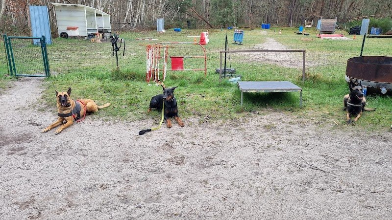 centre de formation et d'éducation canine 77 - photo 2