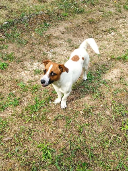 Dog's World Education Canine - Educateur canin Nemours - Dogsitter - photo 2