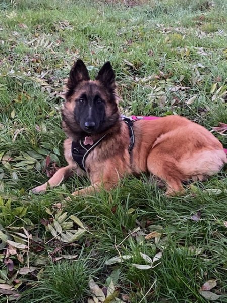 Dog's World Education Canine - Educateur canin Nemours - Dogsitter - photo 3