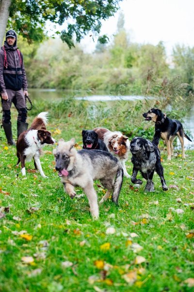 DOG Professor Éducateur Comportementaliste Canin