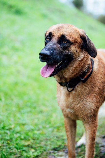 DOG Professor Éducateur Comportementaliste Canin - photo 3