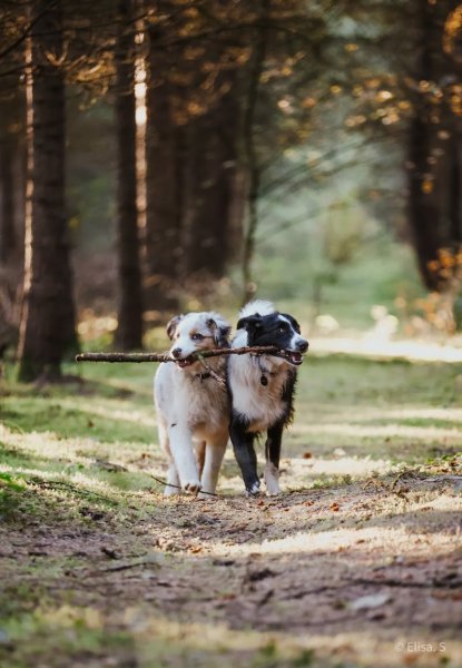 Sunny et Compagnie - Educateur canin - photo 1