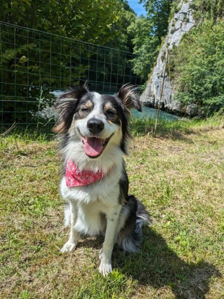 Sunny et Compagnie - Educateur canin - photo 3