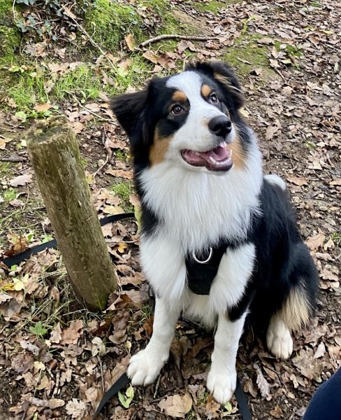 CynoPhil17 - Comportementaliste/éducateur canin La Rochelle