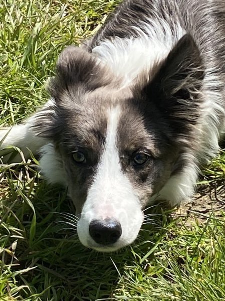 CynoPhil17 - Comportementaliste/éducateur canin La Rochelle - photo 2