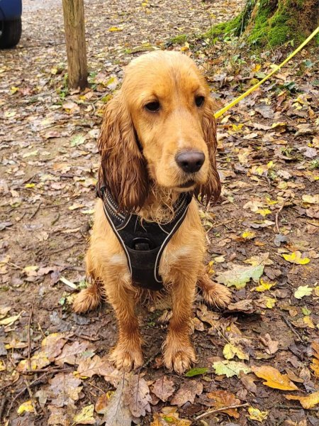 CynoPhil17 - Comportementaliste/éducateur canin La Rochelle - photo 3