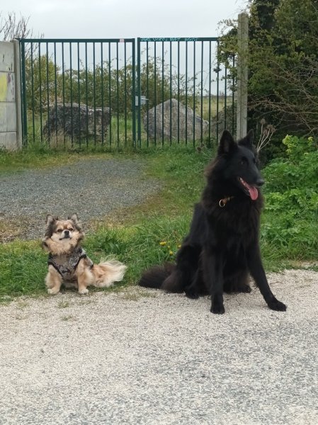 GOOD DOG Educateur Comportementaliste Canin à La Rochelle