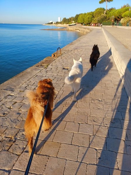 GOOD DOG Educateur Comportementaliste Canin à La Rochelle - photo 2