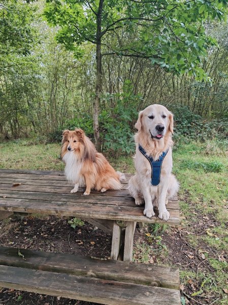 Dogtrailer Educateur Comportementaliste Canin la rochelle - photo 2