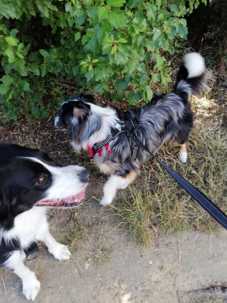 AmiCan'Idée éducateur canin La Rochelle - photo 2