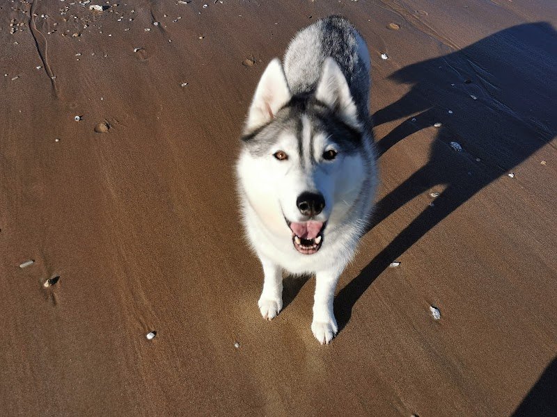 AmiCan'Idée éducateur canin La Rochelle - photo 3