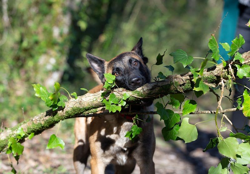 histoiredechien-17 - Educateur comportementaliste canin La Rochelle - photo 2