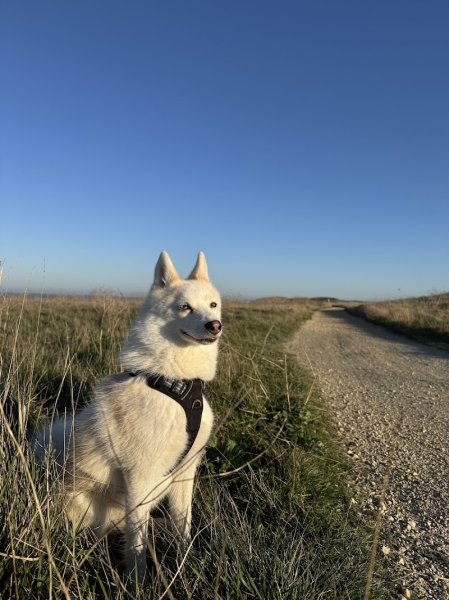 CHIENS DU SOLEIL Educateur Canin Comportementaliste