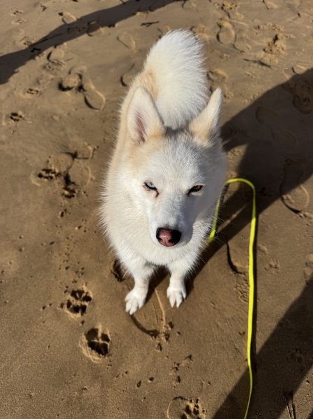 CHIENS DU SOLEIL Educateur Canin Comportementaliste - photo 3