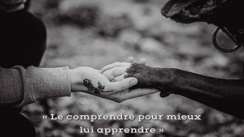 L'Effet Canin - photo 1