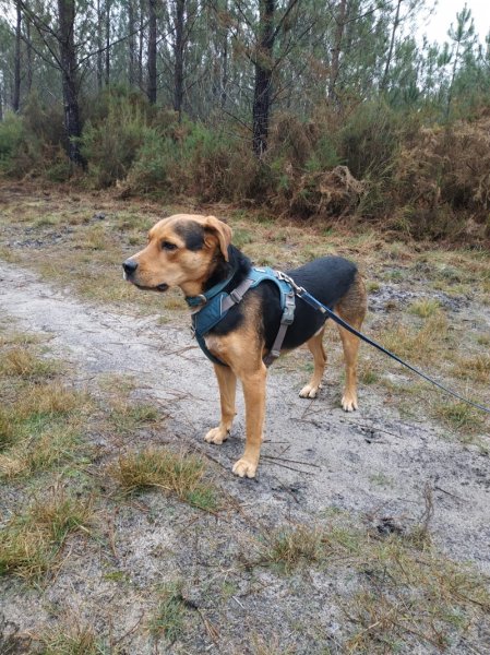 By The Dog - photo 2