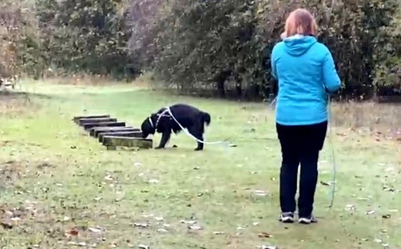 By The Dog - photo 3