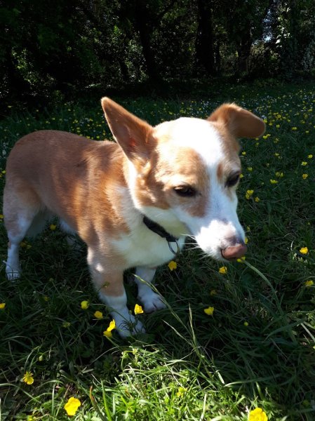 Parc Canin La Rochelle - photo 3