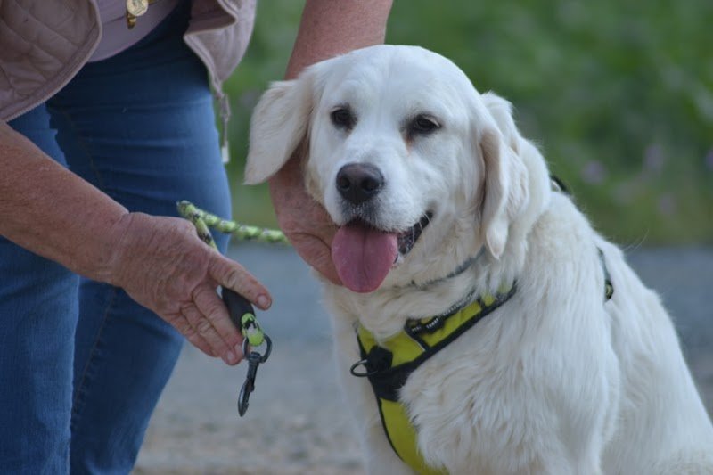 Canis Humanus - Comportementaliste canin - photo 1