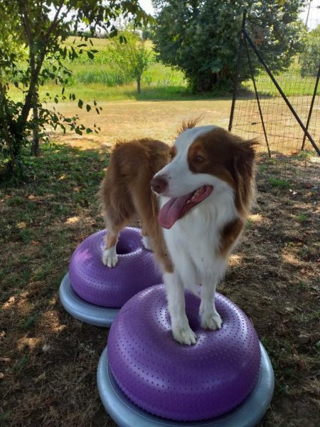 Cynophile Doux Guide en Education Canine - photo 2