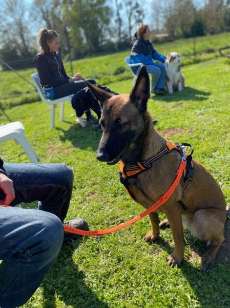 Cynophile Doux Guide en Education Canine - photo 3