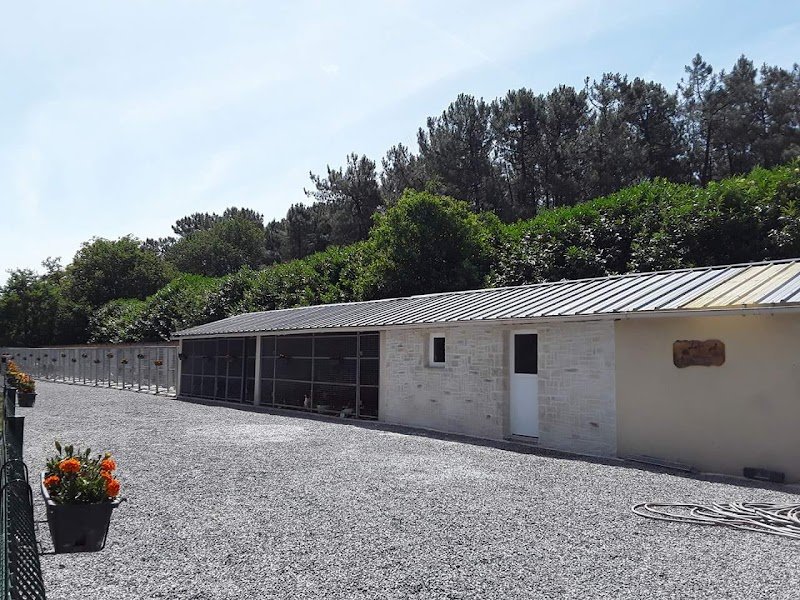 Pension Canine et Elevage de Springer Spaniel de l'Echo des Etangs 44